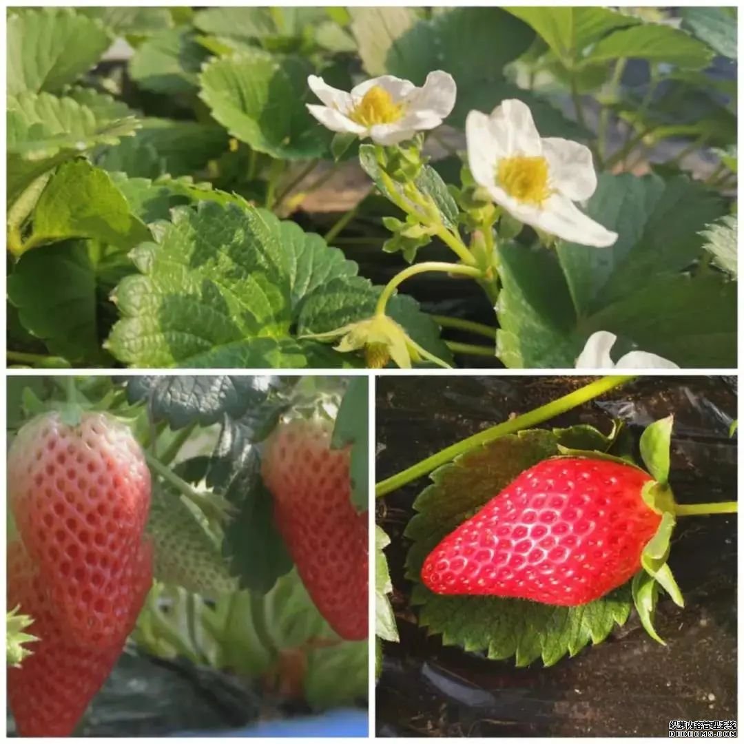 乳山寨镇：做强草莓小镇 赋能乡村振兴